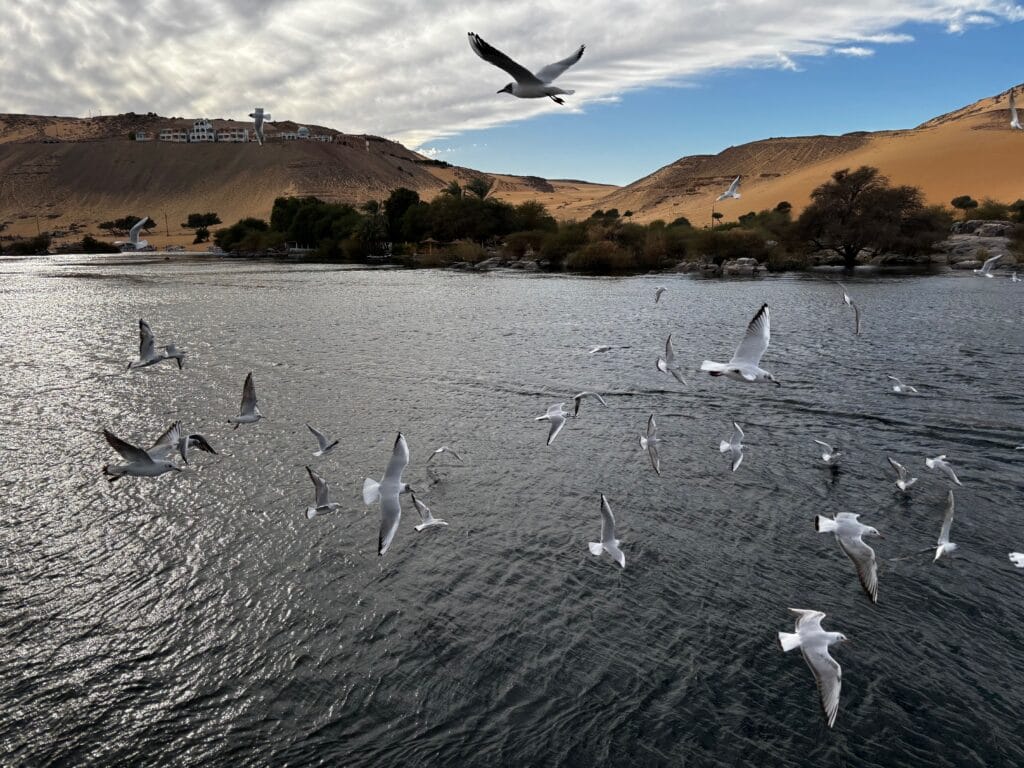 Seagulls flying over the Nile River during a boat trip in Aswan Egypt