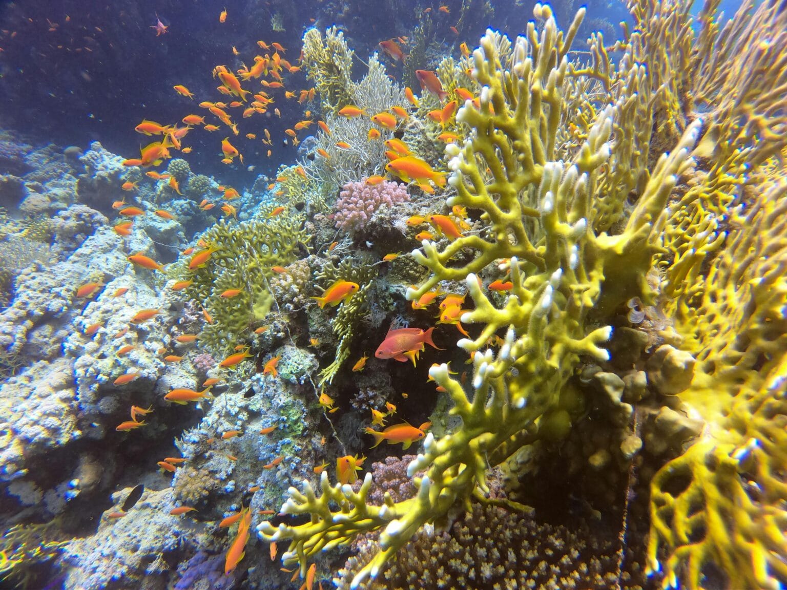 Colorful coral reef with tropical fish in the Red Sea near Hurghada, Egypt, one of the world’s top diving destinations.