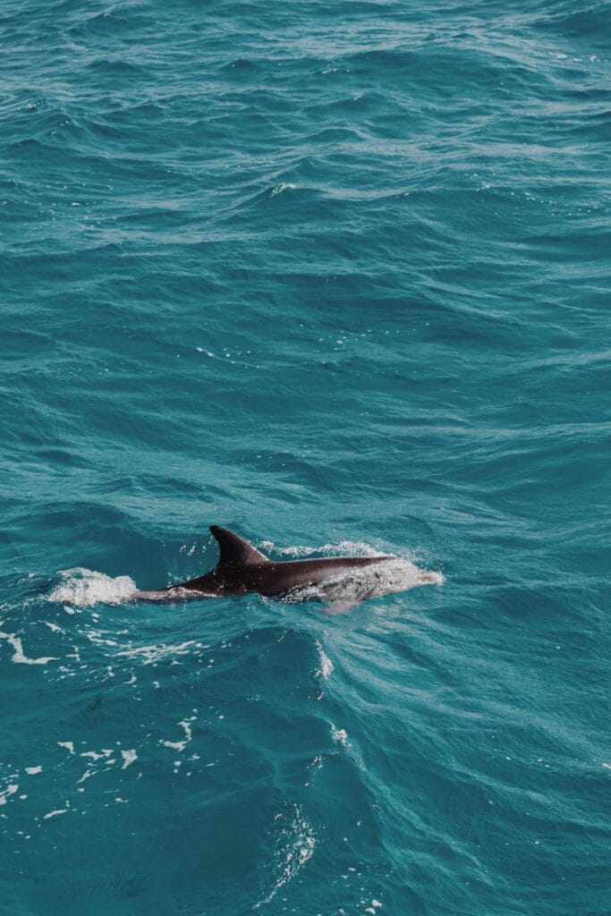 Wild dolphin swimming in the turquoise waters of the Red Sea near Hurghada, Egypt, a popular destination for dolphin watching and snorkeling.