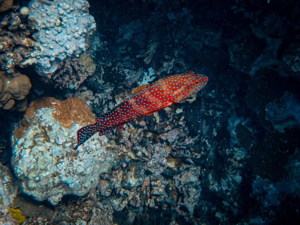 Colorful reef fish swimming among coral formations in the Red Sea near Hurghada, Egypt.