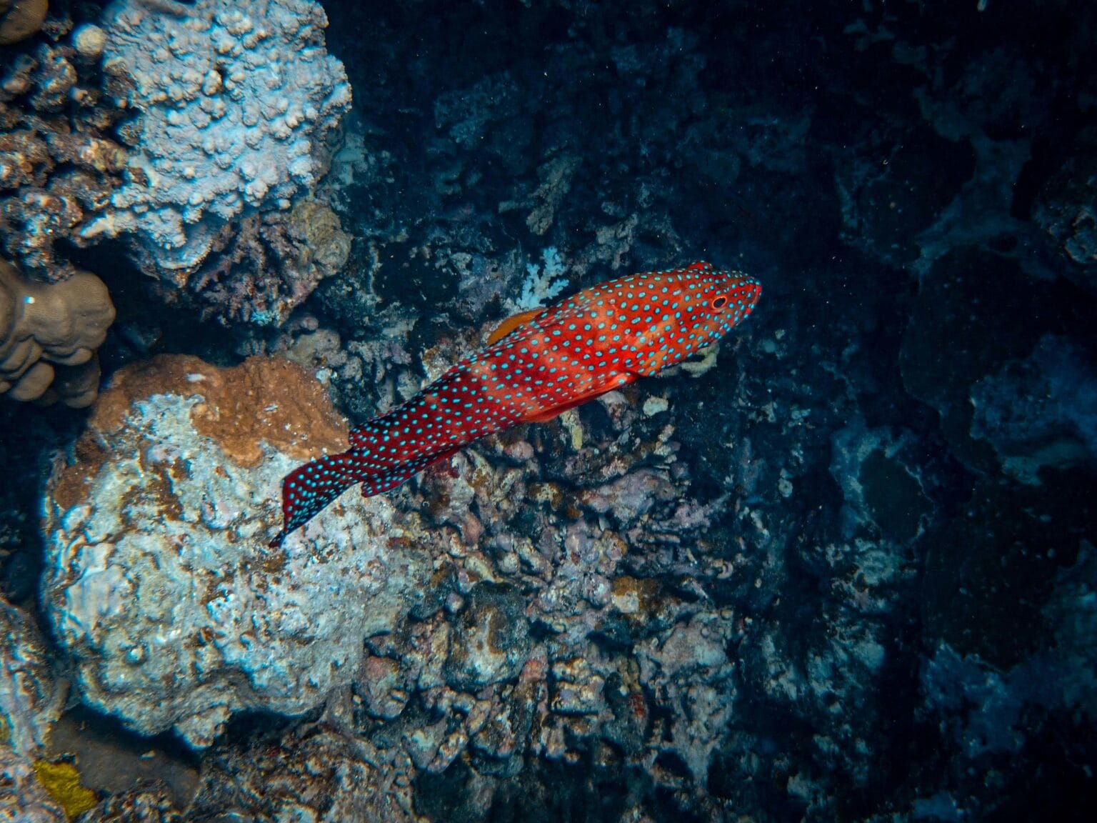 Colorful reef fish swimming among coral formations in the Red Sea near Hurghada, Egypt.